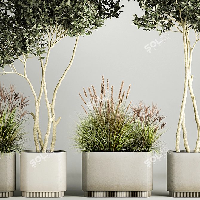 Olive Tree Collection for Decor 3D model image 3