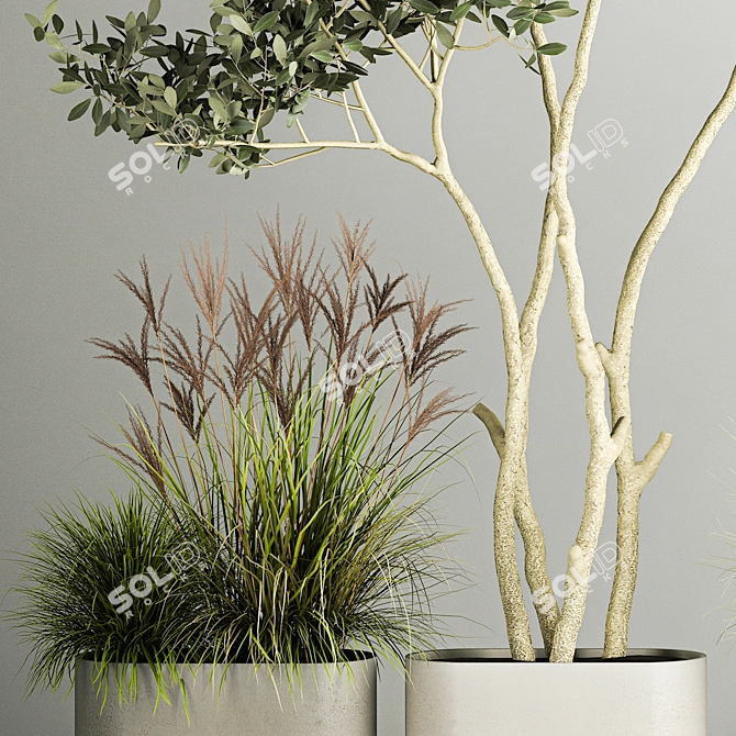 Olive Tree Collection for Decor 3D model image 4