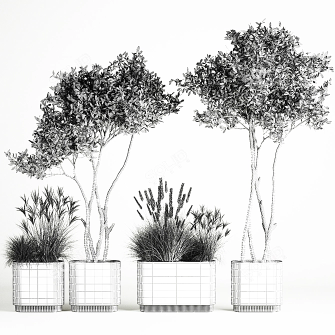 Olive Tree Collection for Decor 3D model image 6