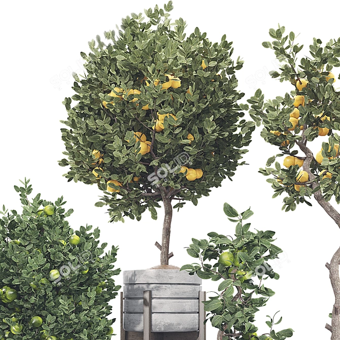 Fruit Tree Collection Set 21 3D model image 6