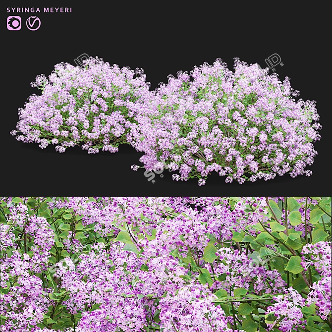 Syringa Meyeri Bushes Set | 3D Models 3D model image 1