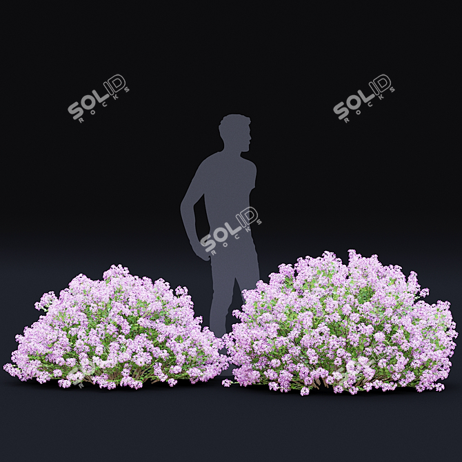 Syringa Meyeri Bushes Set | 3D Models 3D model image 2