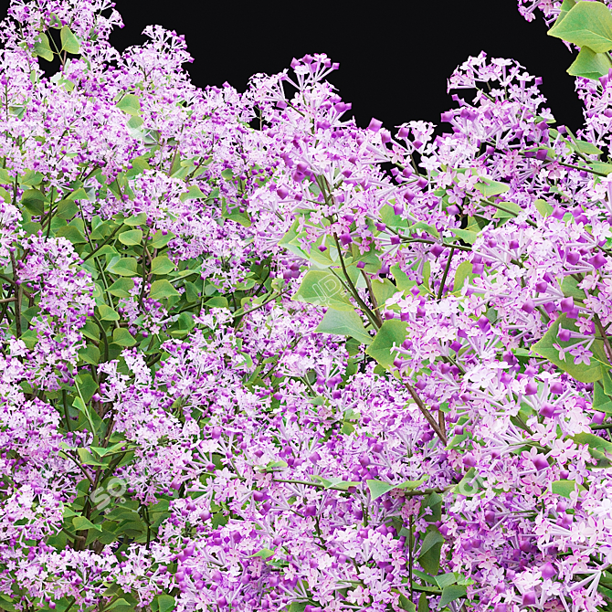 Syringa Meyeri Bushes Set | 3D Models 3D model image 3