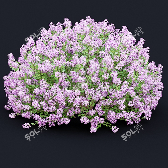 Syringa Meyeri Bushes Set | 3D Models 3D model image 5