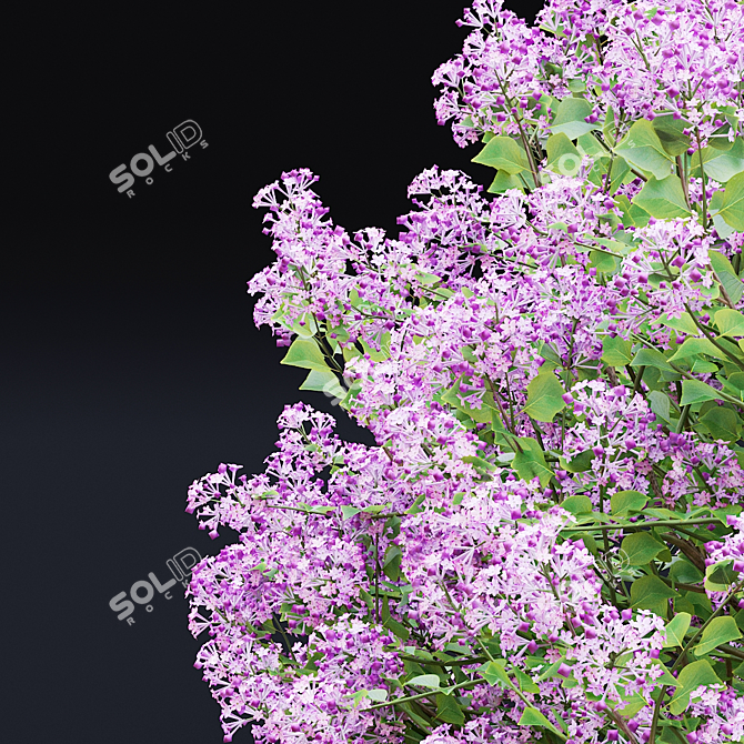 Syringa Meyeri Bushes Set | 3D Models 3D model image 6