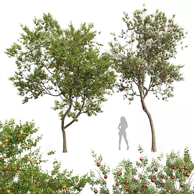 3D Apple & Persimmon Trees 3D model image 1