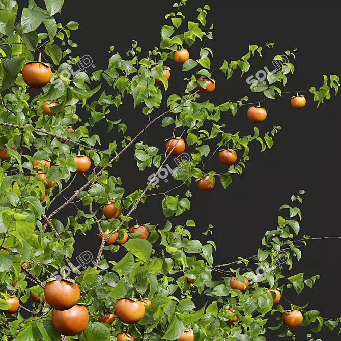 3D Apple & Persimmon Trees 3D model image 2