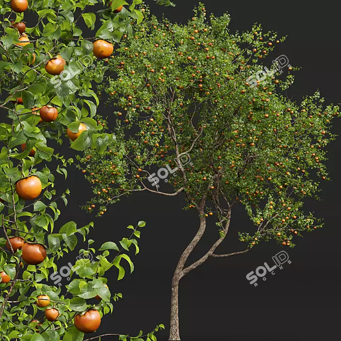 3D Apple & Persimmon Trees 3D model image 3