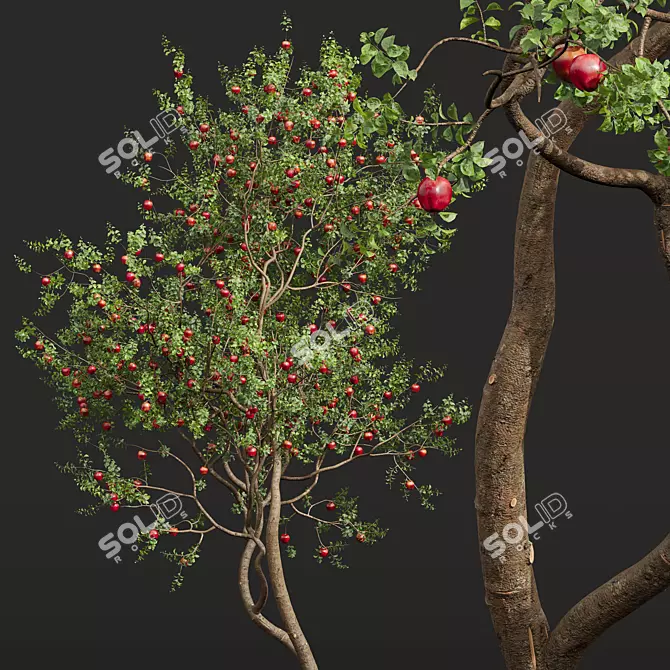 3D Apple & Persimmon Trees 3D model image 5