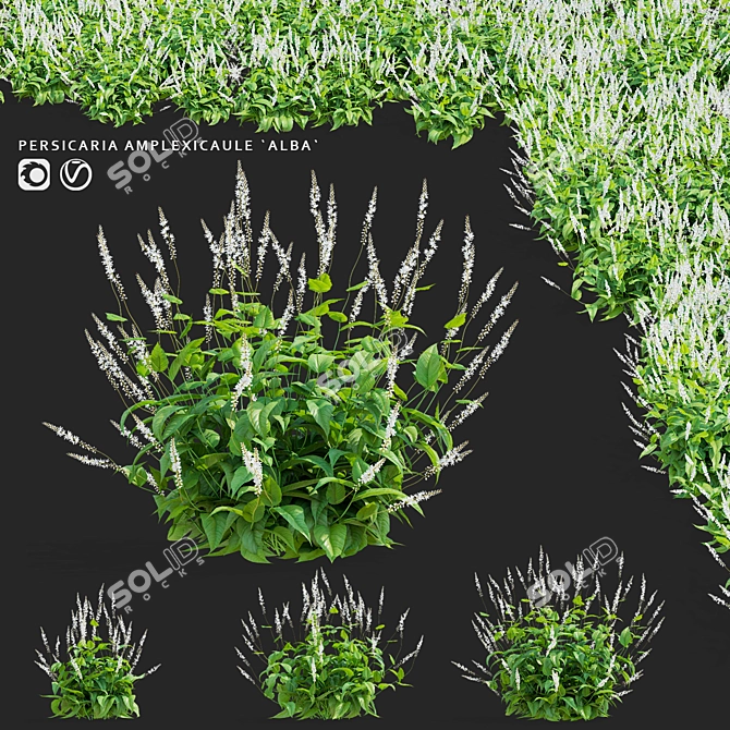 White Bistort 3D Model Kit 3D model image 1