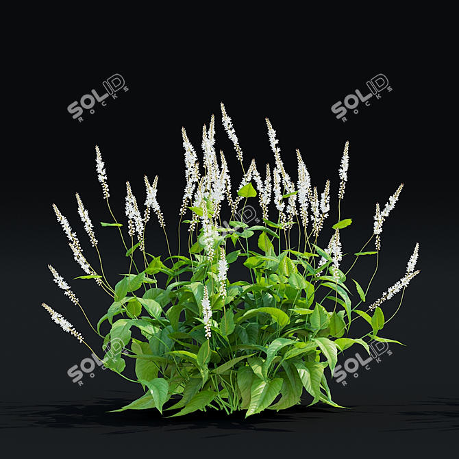 White Bistort 3D Model Kit 3D model image 3