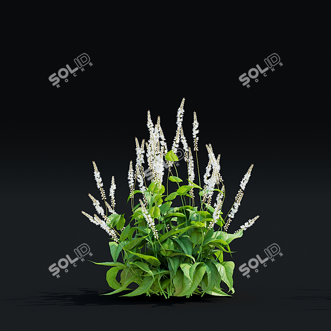 White Bistort 3D Model Kit 3D model image 4