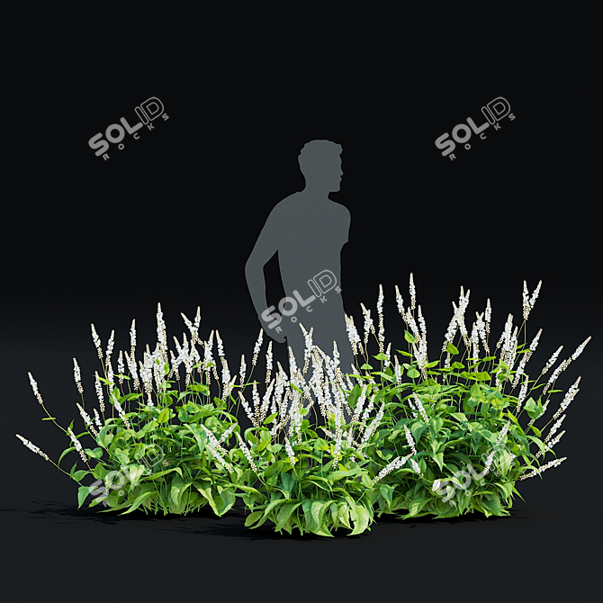 White Bistort 3D Model Kit 3D model image 5