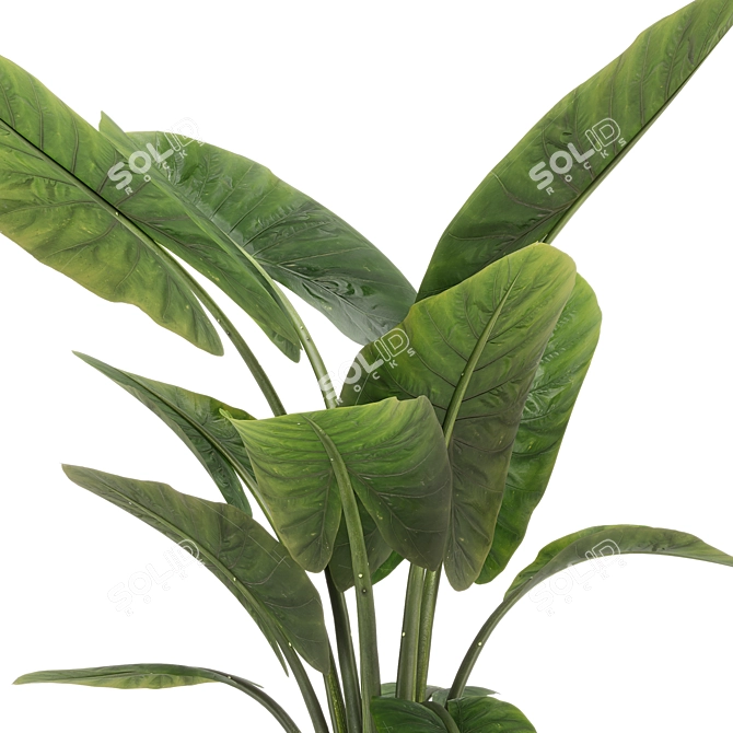 Exquisite Indoor Plant Set 36 3D model image 5