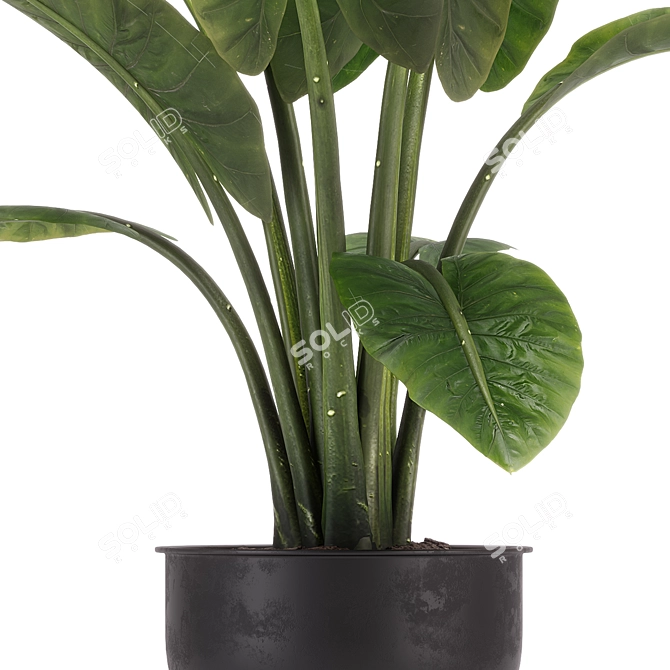 Exquisite Indoor Plant Set 36 3D model image 6