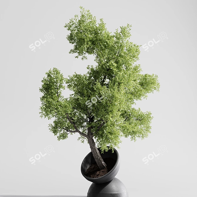 Modern Indoor Plants 3D Models 3D model image 2