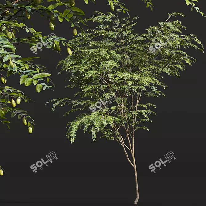 Ziziphus Jujuba 3D Plant Models 3D model image 5