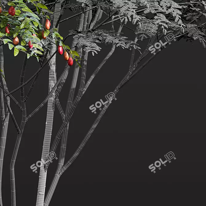 Ziziphus Jujuba 3D Plant Models 3D model image 7