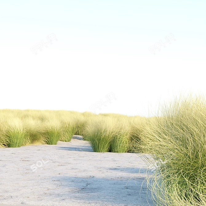 PBR Maram Grass 3D Model 3D model image 3