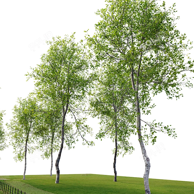 Fagus Tree 3D Model 3D model image 4