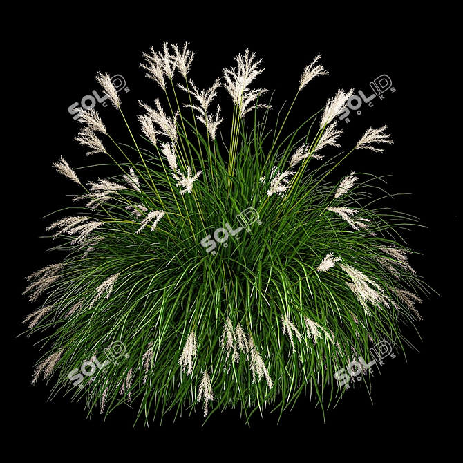 Decorative Grass Collection for Landscaping 3D model image 3