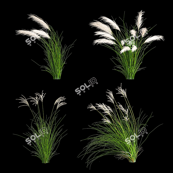 Decorative Grass Collection for Landscaping 3D model image 4