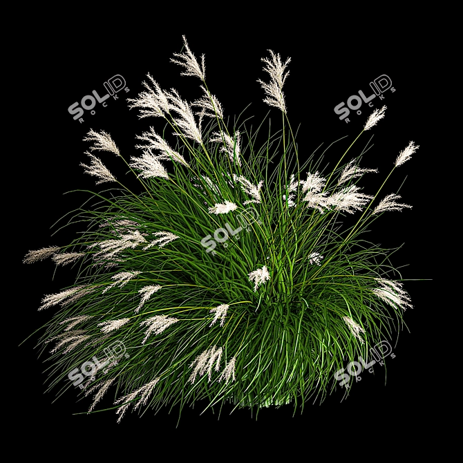 Decorative Grass Collection for Landscaping 3D model image 5