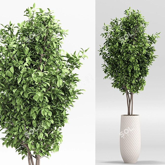 2015 Indoor Plant Set 010 3D model image 3