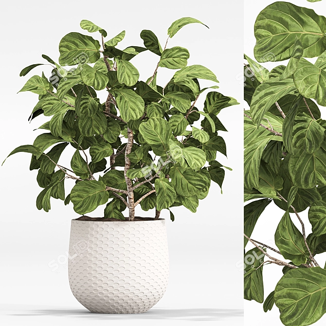 2015 Indoor Plant Set 010 3D model image 4