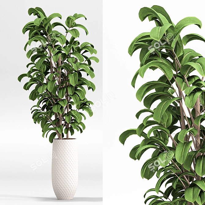 2015 Indoor Plant Set 010 3D model image 5