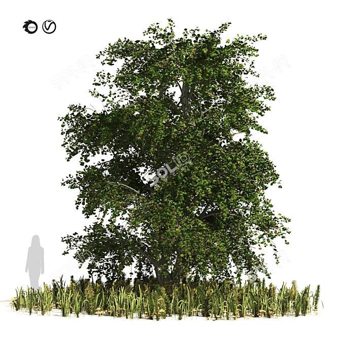 Japanese Katsura Tree 3D Model 3D model image 1