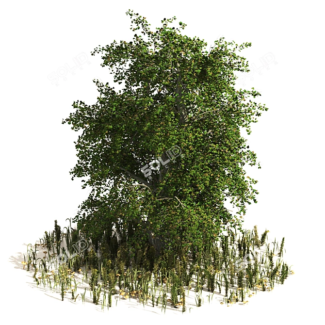 Japanese Katsura Tree 3D Model 3D model image 4