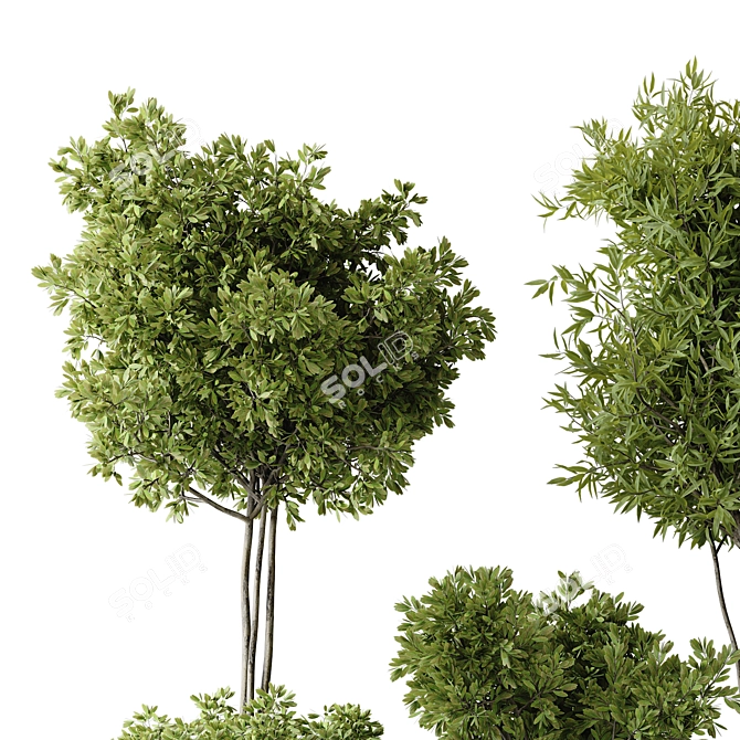 2015 Indoor Plant Set Max 3D model image 3