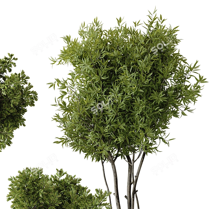 2015 Indoor Plant Set Max 3D model image 4