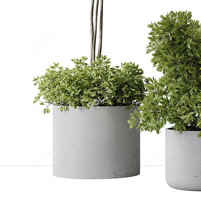 2015 Indoor Plant Set Max 3D model image 5