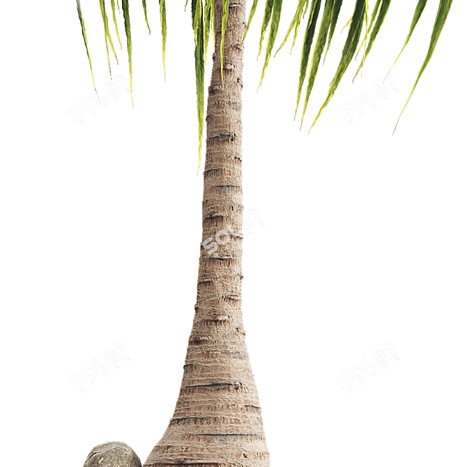 Exotic Ponytail Palm Tree Model 3D model image 5