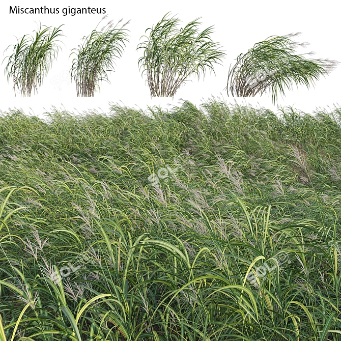 Complete 3D Miscanthus Plant Models 3D model image 1