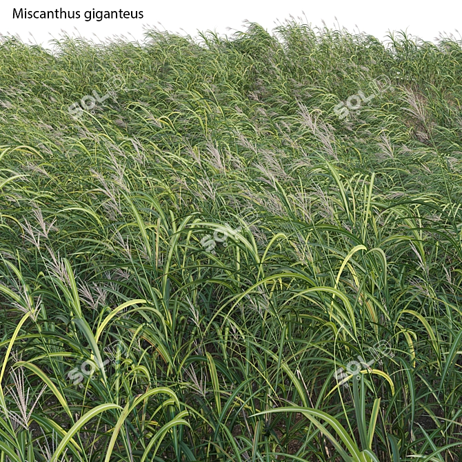 Complete 3D Miscanthus Plant Models 3D model image 2