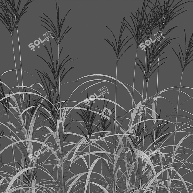 Complete 3D Miscanthus Plant Models 3D model image 4