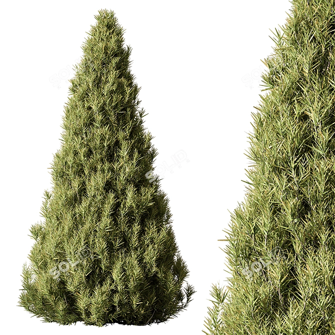 Evergreen Pine Tree Set 123 3D model image 1