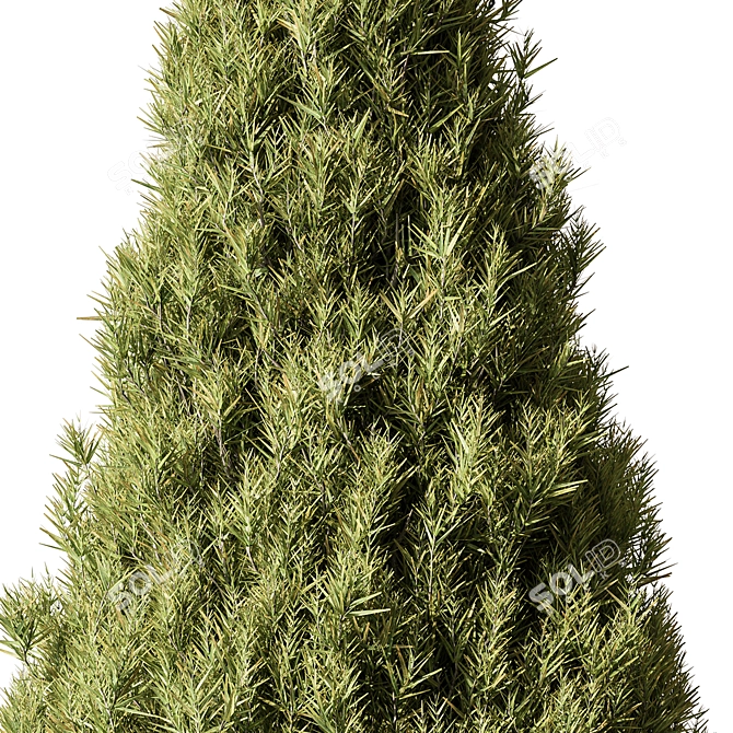 Evergreen Pine Tree Set 123 3D model image 2