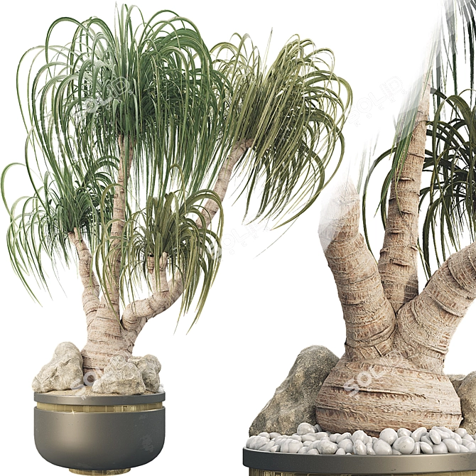 Sculptural Ponytail Palm Tree 3D model image 2