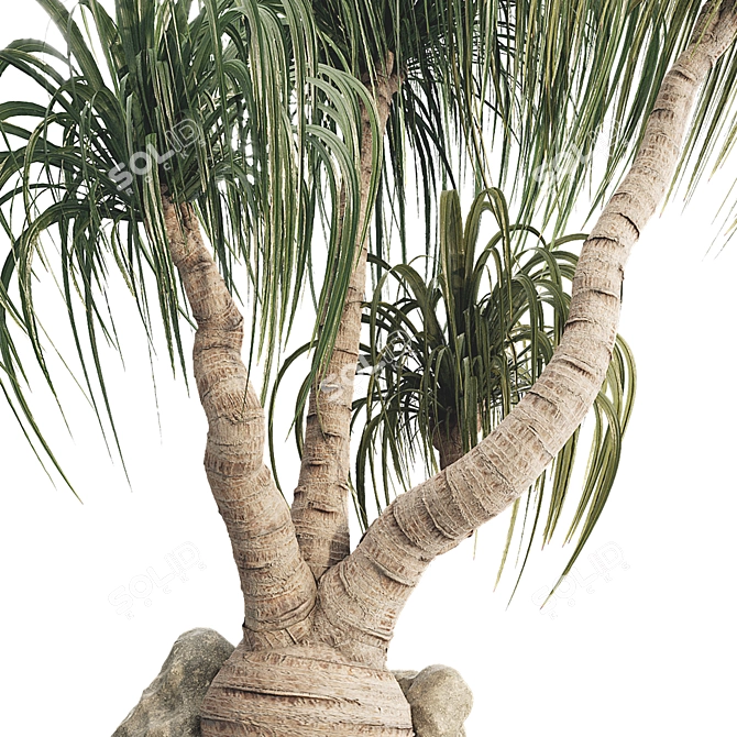 Sculptural Ponytail Palm Tree 3D model image 4