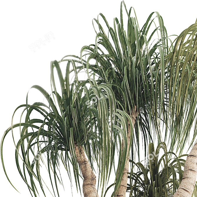 Sculptural Ponytail Palm Tree 3D model image 5