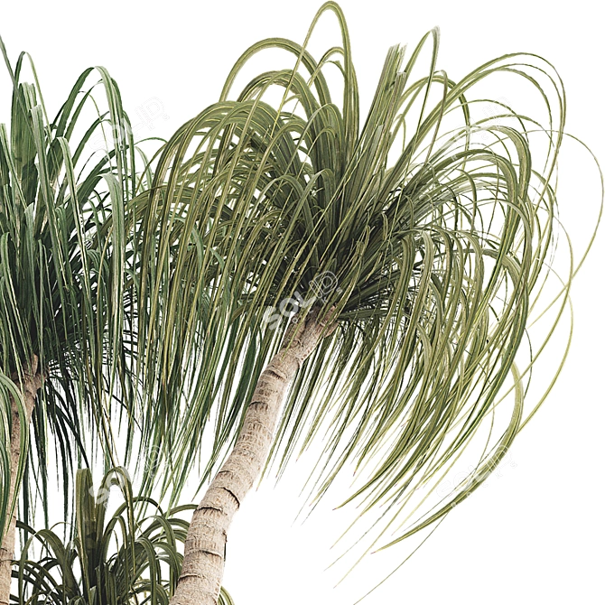 Sculptural Ponytail Palm Tree 3D model image 6