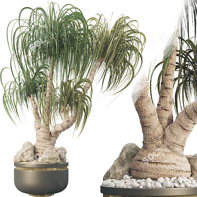 Sculptural Ponytail Palm Tree 3D model image 8