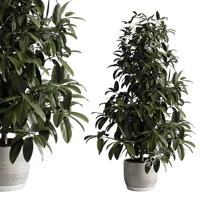 Ficus Plant 3D Model Vase 3D model image 1