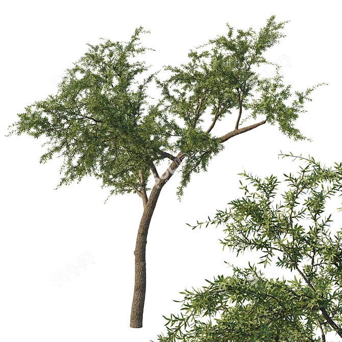 Quercus_Fusiformis_02 Model: 3D Tree Asset 3D model image 1