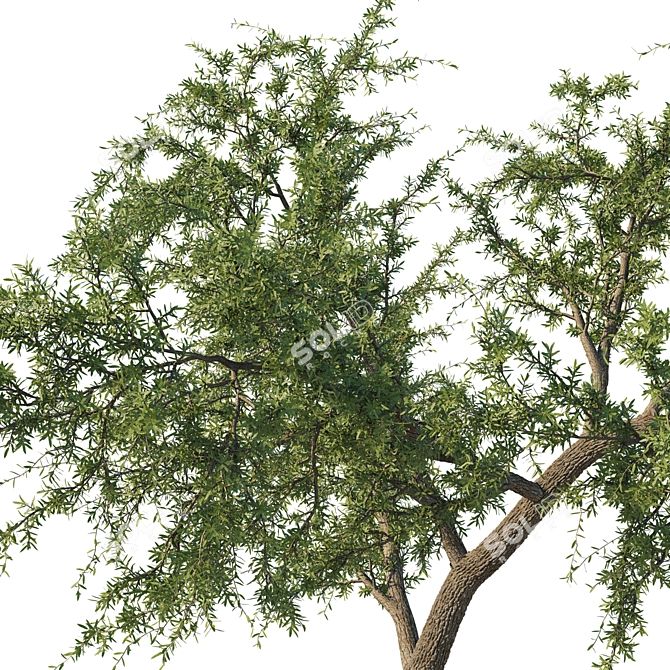 Quercus_Fusiformis_02 Model: 3D Tree Asset 3D model image 2