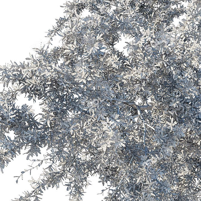 Quercus_Fusiformis_02 Model: 3D Tree Asset 3D model image 3